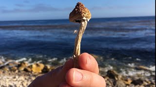 Decriminalizing Magic Mushrooms