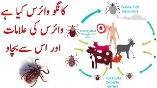 Congo Viruses: Congo fever with full information symptoms of Congo Virus