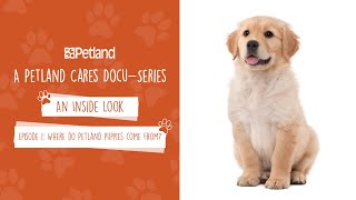 Petland - An Inside Look - Mini Docu-series Episode 1: Where do Petland puppies come from? (2020)