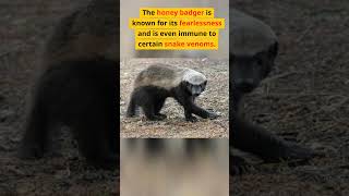 Amazing facts about the Honey Badger #shorts