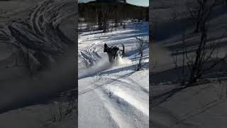 Summit hill climb #snowmobile