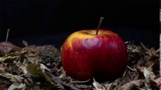 Decomposing apple time lapse