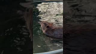 Sassy pants Tulip #beavers #beaver #asmr