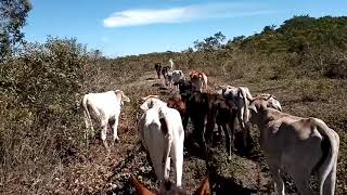 Levando o gado para o gerais...