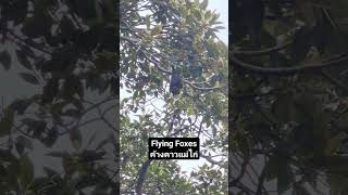 flying foxes ค้างคาวแม่ไก่ #flyingfoxes #bat #sydney #animal #animalshorts #animalsvideo #batman