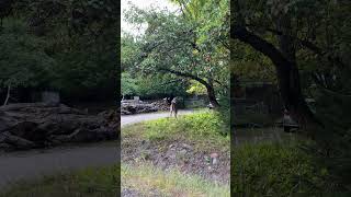 Deer eating apple at the front yard! #nature #summer #dog