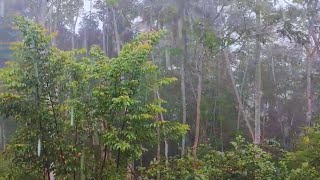 WALKING IN HEAVY RAIN , RAINFOREST, FOR A RELAXATION SLEEP ,ASMR COOL 36