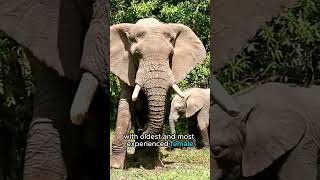 Elephants The Gentle Giants