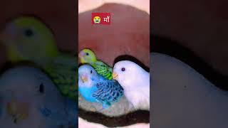 बजरी parrot vlogs my YouTube channel subscrabe🙏🙏#birds #budgies #parrot #vlog #video 🙏🙏