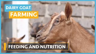 Dairy Goat Farming (Lesson 8) - Feeding   Nutrition