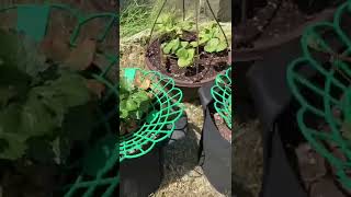 My strawberry plants 🍓💕🤩🎶 #shorts #strawberry #plants #fruit #gardening #summer #いちご #苺 #かわいい