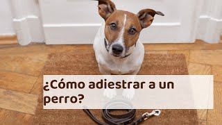 ¿Cómo adiestrar a un perro? - Cachorro y adulto (consejos de expertos)