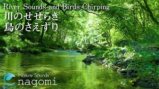 【ASMR自然音】川のせせらぎと鳥のさえずり Nature Sounds｜勉強・作業用BGM・睡眠用BGM｜川の音・鳥の声｜快眠・リラックス