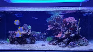 Is A Mixed Reef Really Easier Than An SPS Tank?