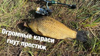 МОРМЫШИНГ x КРУПНЫЙ КАРАСЬ ГНЁТ DAYO PRESTIGE #95