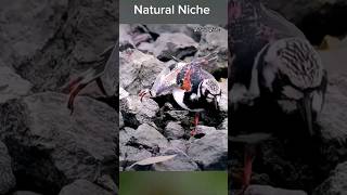 It's so soothing to watch Rudy Turnstone flipping stones 🐦  #shortsfeed #wildlife #viral #shorts