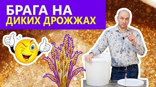 Брага без дрожжей? Это брага на диких дрожжах пшеницы!