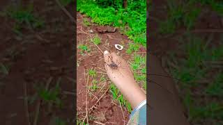 Do you like it 🦗#shorts #animals #animalshorts #viralvideo #cuteanimals