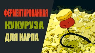 Ферментированная кукуруза для карпа.