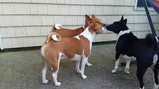 Quick basenji 500