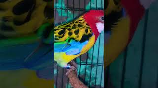 #birds #Rosella parrot vlogs my YouTube channel subscrabe🙏#viralvideo #shortvideo