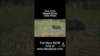 One of the biggest Wild boars I ever filmed, Cape York, Queensland