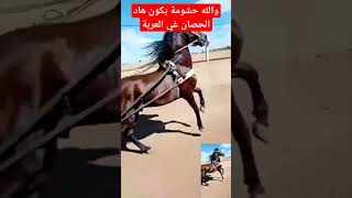 والله حتى حشومة يكون بحال هاد الحصان في العربة حرارة و جمال فعلا حصان عربي حر