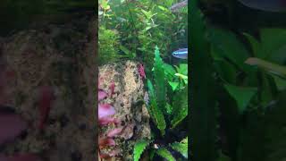 aquarium setup #shorts #trending #viral