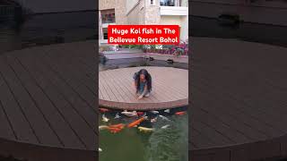 Koi fish #shorts #asmr #koi #fish #viralvideo #trending #bellevue #bohol #ytshorts #ytfeed #fyp