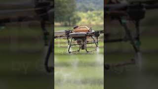 Drone Spray on Rice #precision agriculture