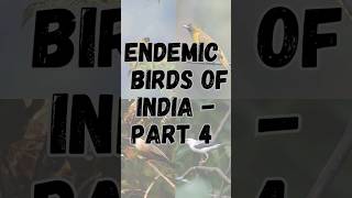 Endemic birds of India - Part 4 #shortsfeed