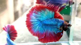 premium Cute Halfmoon males betta fish