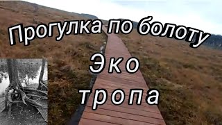 Сестрорецкое болото. Прогулка по экотропе.