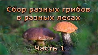 Сбор разных грибов в разных лесах. Выходные на Валдае.  Часть 1.