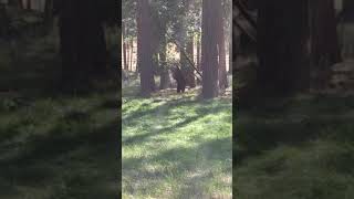 Young Black Bear Eating Service Berries