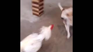 This #AnimalFight between #Dog and #Roaster is too #Cute