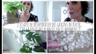 Vlog du 6 avril : j’essaye de déshydrater des grains de Kefir, la folie des plantes en ce moment !!