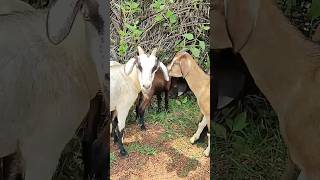 #goat #farming #odisha