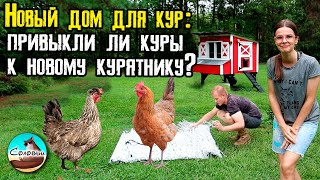 Новый дом для кур: привыкли ли куры к курятнику?