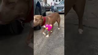 Tooo cute 🥰 💖💖💖💖#pitbulldog #youtubeshorts #subscribe Road to 1k 👍🏽💯🙏