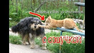 Приколы про котов с озвучой ДО СЛЁЗ – Смешные коты 2018 от Domi Show