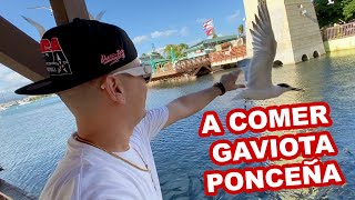 Atrapando Gaviotas En la Guancha En Ponce Con Jamsha