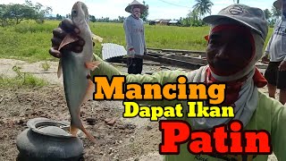 Mancing Ikan Patin | Ikannya Mirip Ikan Hiu