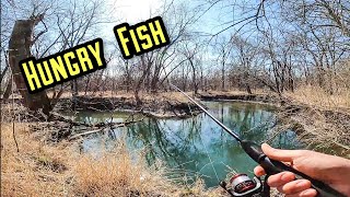 The COLD water didn't STOP these Fish from BITING (multi-species)