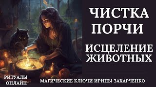 Чистка и Исцеление животных. Снимаем порчу, перетяг болезней, проклятия, зависть, болезни и негатив.