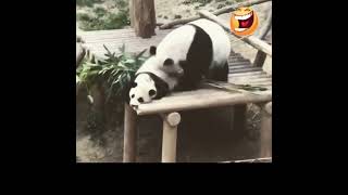 funny panda through baby panda #beautiful #shorts #animals #love #cute #panda #viral #viralvideo