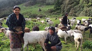 भेडी गोठ धार्चे ३ उहियामा🐏🐑🐐🥰