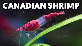 Red Rili Shrimp 🦐 The Next Official Symbol of Canada?