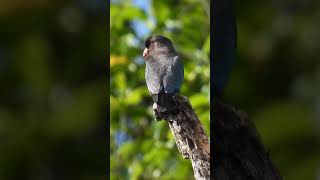 I'm a Dollarbird.. Oriental Dollarbird #shorts #shortsfeed #birds