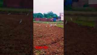 Bagula Bird#viralvideo #shortsvideo # trending YouTube#video